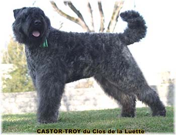 bouvier des flandres du clos de la luette - copyright d&eacute;pos&eacute;